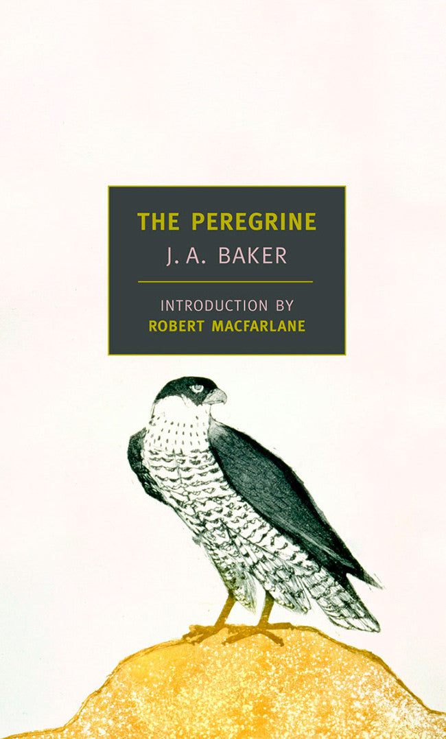 The Peregrine (Paperback)
