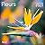 Calendrier Fleurs 2027 (2027)