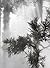 Ben Thorp Brown: Cura’s Garden