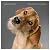 The Life & Love of Dogs