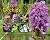 Growing Hardy Orchids