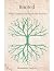 Rooted: What Happens Beneath the Surface