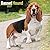 Avonside Publishing Ltd, Basset Hound 2027 Calendar | Square Wall Calendar | Dog Breed Gift | Plastic Free Packaging