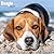 Avonside Publishing Ltd, Beagle 2027 Calendar | Square Wall Calendar | Dog Breed Gift | Plastic Free Packaging