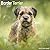 Avonside Publishing Ltd, Border Terrier 2027 Calendar | Square Wall Calendar | Dog Breed Gift | Plastic Free Packaging