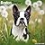 Avonside Publishing Ltd, Boston Terrier 2027 Calendar | Square Wall Calendar | Dog Breed Gift | Plastic Free Packaging