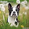 Avonside Publishing Ltd, Boston Terrier 2027 Calendar | Square Wall Calendar | Dog Breed Gift | Plastic Free Packaging