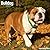 Avonside Publishing Ltd, Bulldog 2027 Calendar | Square Wall Calendar | Dog Breed Gift | Plastic Free Packaging