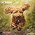 Avonside Publishing Ltd, Cockapoo 2027 Calendar | Square Wall Calendar | Dog Breed Gift | Plastic Free Packaging
