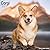 Avonside Publishing Ltd, Corgi 2027 Calendar | Square Wall Calendar | Dog Breed Gift | Plastic Free Packaging