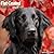 Avonside Publishing Ltd, Flatcoated Retriever 2027 Calendar | Square Wall Calendar | Dog Breed Gift | Plastic Free Packaging