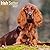 Avonside Publishing Ltd, Irish Setter 2027 Calendar | Square Wall Calendar | Dog Breed Gift | Plastic Free Packaging