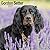 Avonside Publishing Ltd, Gordon Setter 2027 Calendar | Square Wall Calendar | Dog Breed Gift | Plastic Free Packaging