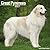 Avonside Publishing Ltd, Great Pyrenees 2027 Calendar | Square Wall Calendar | Dog Breed Gift | Plastic Free Packaging