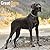 Avonside Publishing Ltd, Great Dane 2027 Calendar | Square Wall Calendar | Dog Breed Gift | Plastic Free Packaging