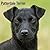 Avonside Publishing Ltd, Patterdale Terrier 2027 Calendar | MONDAY START Square Wall Calendar | Dog Breed Gift | Plastic Free Packaging