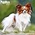 Avonside Publishing Ltd, Papillon 2027 Calendar | Square Wall Calendar | Dog Breed Gift | Plastic Free Packaging