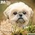 Avonside Publishing Ltd, Shih Tzu 2027 Calendar | Square Wall Calendar | Dog Breed Gift | Plastic Free Packaging