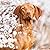 Avonside Publishing Ltd, Vizsla 2027 Calendar | Square Wall Calendar | Dog Breed Gift | Plastic Free Packaging