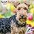 Avonside Publishing Ltd, Welsh Terrier 2027 Calendar | Square Wall Calendar | Dog Breed Gift | Plastic Free Packaging