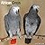 Avonside Publishing Ltd, African Greys 2027 Calendar | Square Wall Calendar | Bird Gift | Plastic Free Packaging