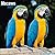 Avonside Publishing Ltd, Macaws 2027 Calendar | Square Wall Calendar | Bird Gift | Plastic Free Packaging