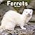 Avonside Publishing Ltd, Ferrets 2027 Calendar | Square Wall Calendar | Animal Gift | Plastic Free Packaging