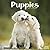 Avonside Publishing Ltd, Puppies 2027 Calendar | Square Wall Calendar | Dog Breed Gift | Plastic Free Packaging
