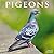Avonside Publishing Ltd, Pigeons 2027 Calendar | Square Wall Calendar | Bird Gift | Plastic Free Packaging