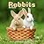 Avonside Publishing Ltd, Rabbits 2027 Calendar | MONDAY START Square Wall Calendar | Animal Gift | Plastic Free Packaging