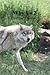 Why Us 2: Shifting Priorities