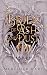 Bride of Ash and Dust (Snake & Crown #1)