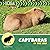 Capybaras in the Wild (21st Century Beginning Library: Go Wild! Rainforest Explorer)