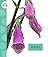 Rain (Spot Weather Wonders)
