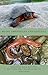 Maine Amphibians and Reptiles, 3rd Edition