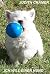 Ich will einen Hund