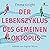 Der Lebenszyklus des Gemein...