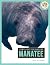 Manatee