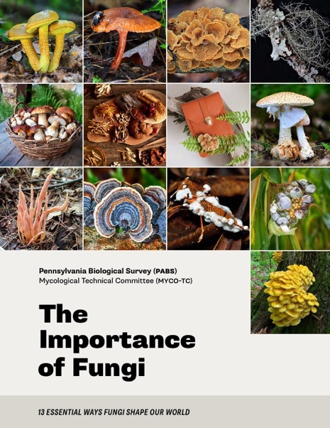 The importance of fungi