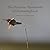 The Dynamic Transitions of Hummingbirds: Observed in Sun and Shadow Interplay (Dynamic Hummingbirds)