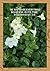 Natures White Flower -Wall Art Bible Verse