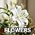 A Picture Book of Flowers: A Beautiful and Calming Photo Book for Seniors, Memory Care, and Flower Lovers – Designed to Bring Joy, Relaxation, and Gentle Engagement