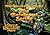The Aquarian Prophecy of the Rainforest Spring: A story of music and magic