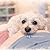 A story about a dog named Curly
