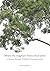 Where the Staghorn Ferns Once Grew: A Journey Through Thailand’s Changing Forests