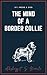 the mind of a border collie: if I were a dog