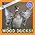 Wood Ducks!: A My Incredible World Picture Book for Children (My Incredible World: Nature and Animal Picture Books for Children)