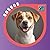 Gossos: Races, cura i adopc...