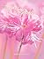 The Heart of the Azalea