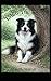 Colin The Collie